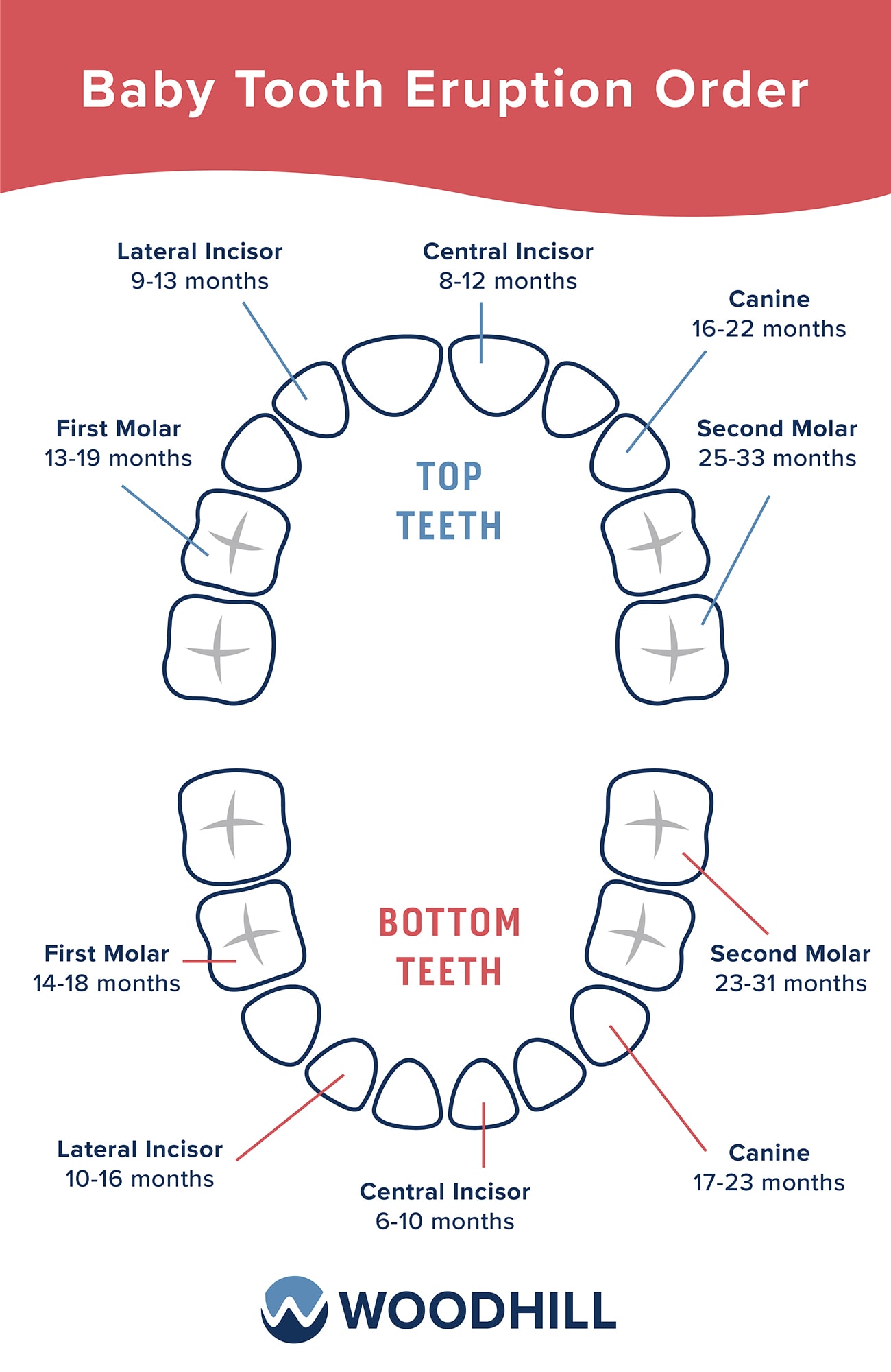Delayed Tooth Eruption: What To Expect • Pediatric Dentistry
