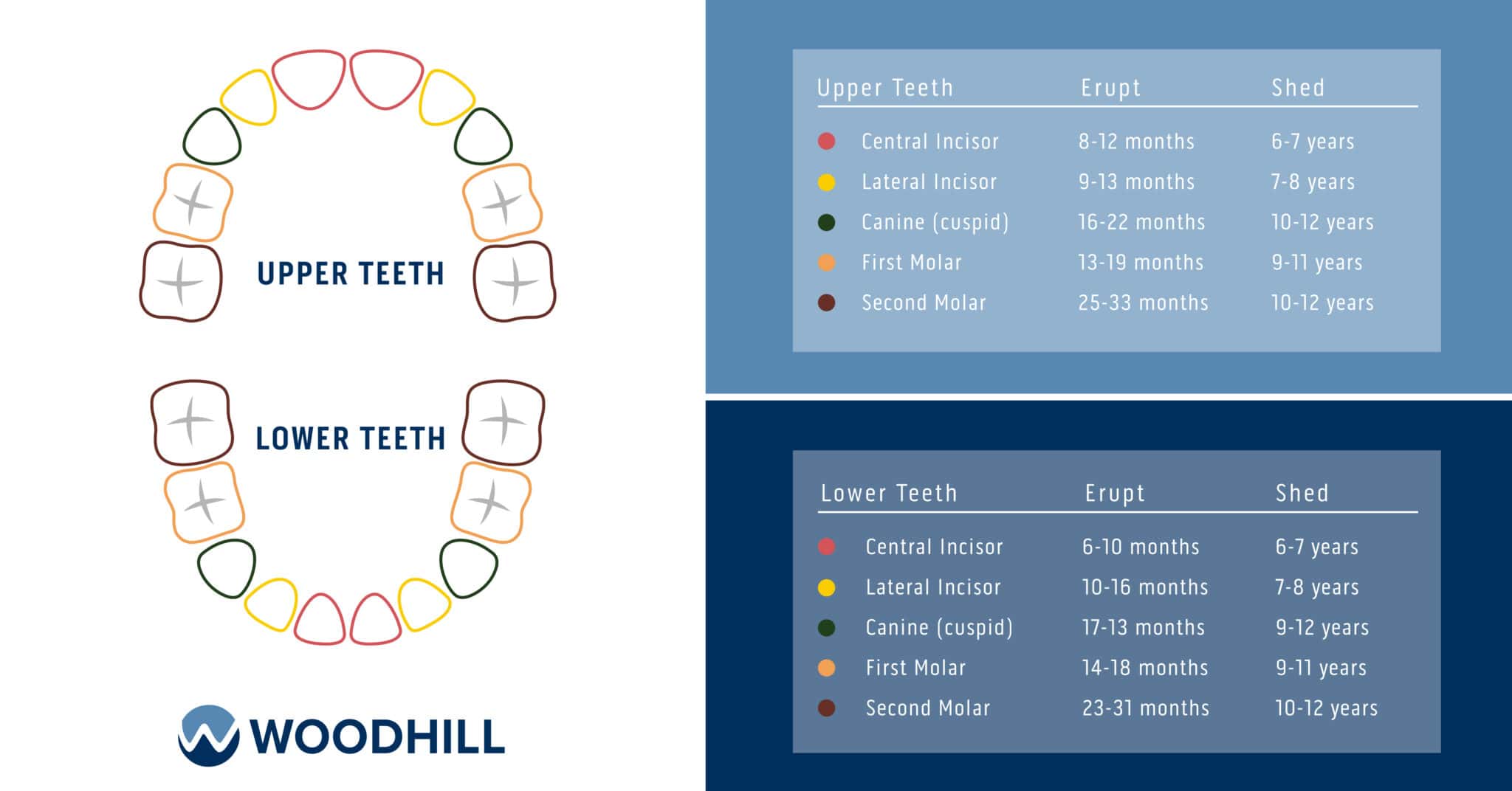 Delayed Tooth Eruption What To Expect • Pediatric Dentistry